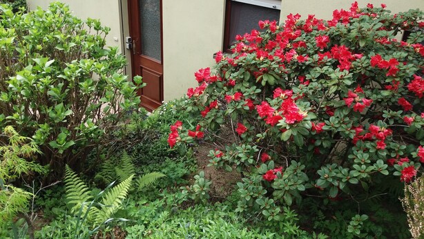 A house with a wooden door and a window, surrounded by lush greenery and red flowers. - Vacation apartment Schmitt, Abtsteinach, Odenwald, approx. 25 km to Heidelberg (Abtsteinach)