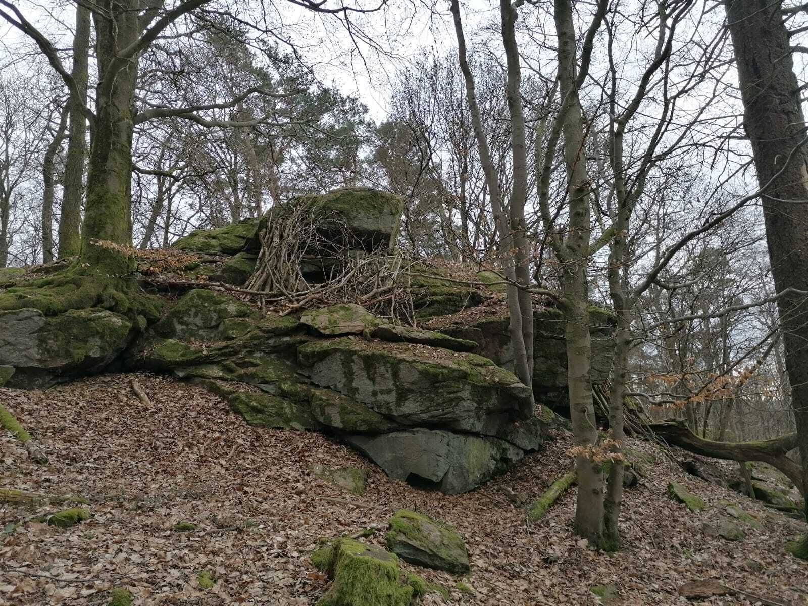 A forested area with a large moss-covered rock formation.
