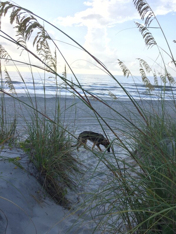 A beach scene with sand dunes and grass.