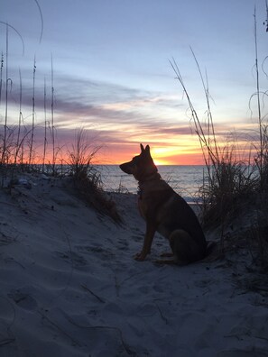 Un chien assis sur une plage de sable, avec un coucher de soleil en arrière-plan.