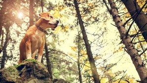 Een hond staat op een rots in een bebost gebied.