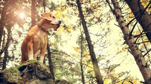 A dog standing on a rock in a forested area. - Fireside Retreat | Pet-Friendly, Hot Tub, Game Area & Fire Pit! (Black Mountain)