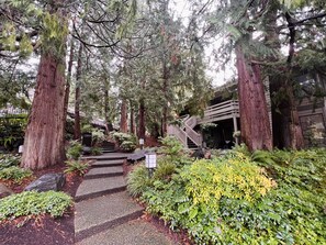 Escape to a serene retreat surrounded by lush greenery and tall trees, with a peaceful pathway leading to a secluded lodge.