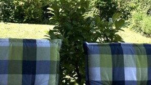 Ein Garten mit kariertem Kissen und einem kleinen Baum.
