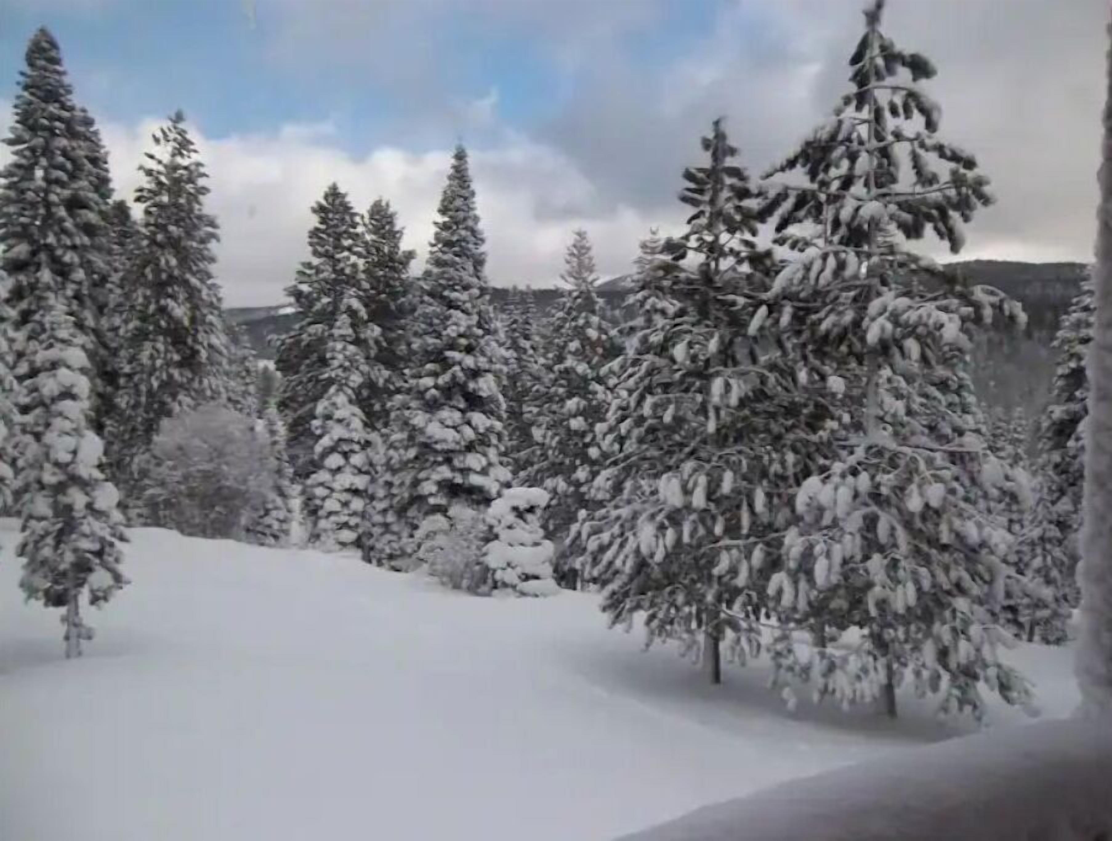 A snowy landscape with evergreen trees.