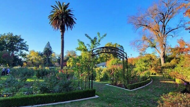 A garden with a central archway, various plants, and a tall palm tree.