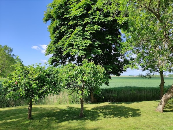 Ein grünes Feld mit Bäumen und blauem Himmel.