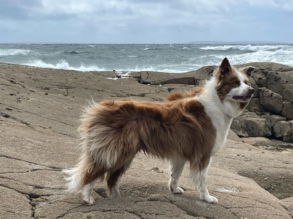 Koira seisoo kivikkoisella rannalla, ja taustalla näkyy aaltoja.