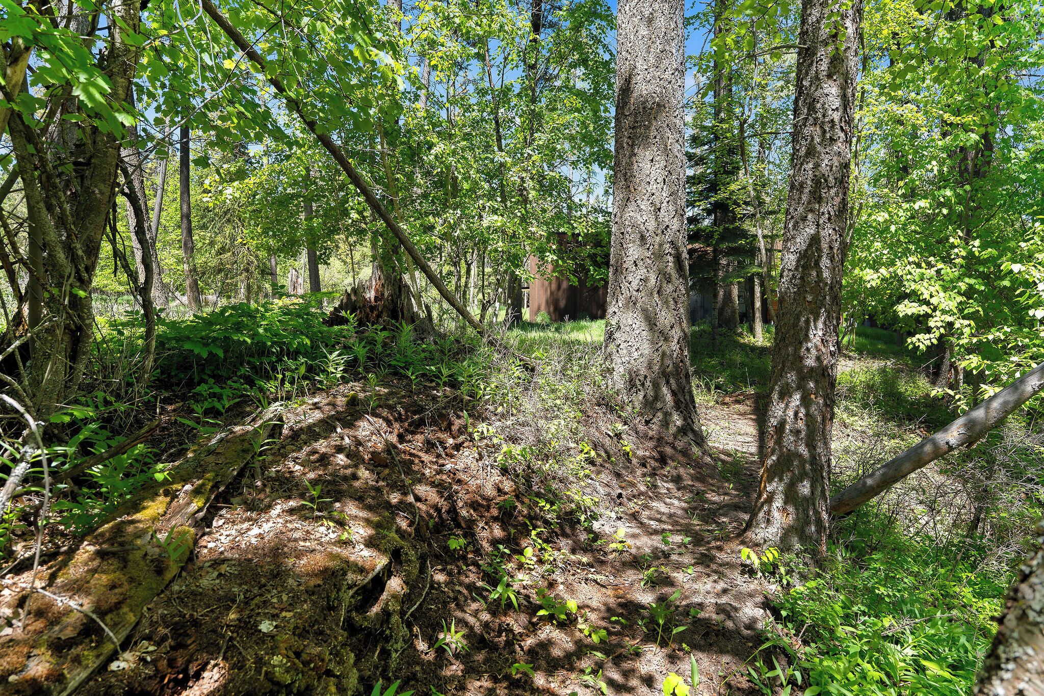 Une zone boisée avec un sentier de terre, des arbres et des broussailles.