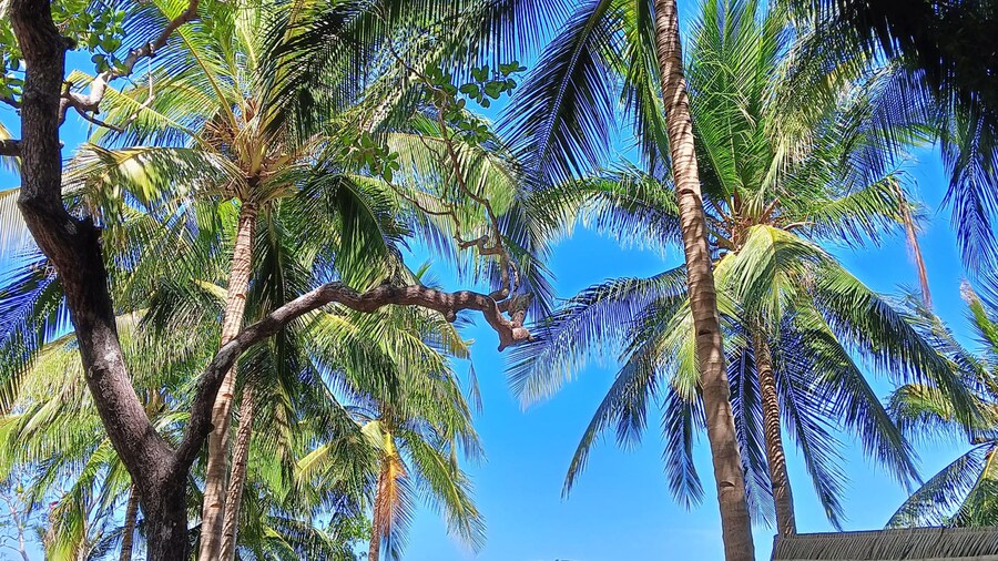 Coraline Coast Beach Resort & Resto-Bar