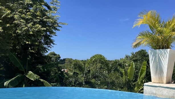 Una piscina azul cristalina con vistas a exuberante vegetación y una palmera.
