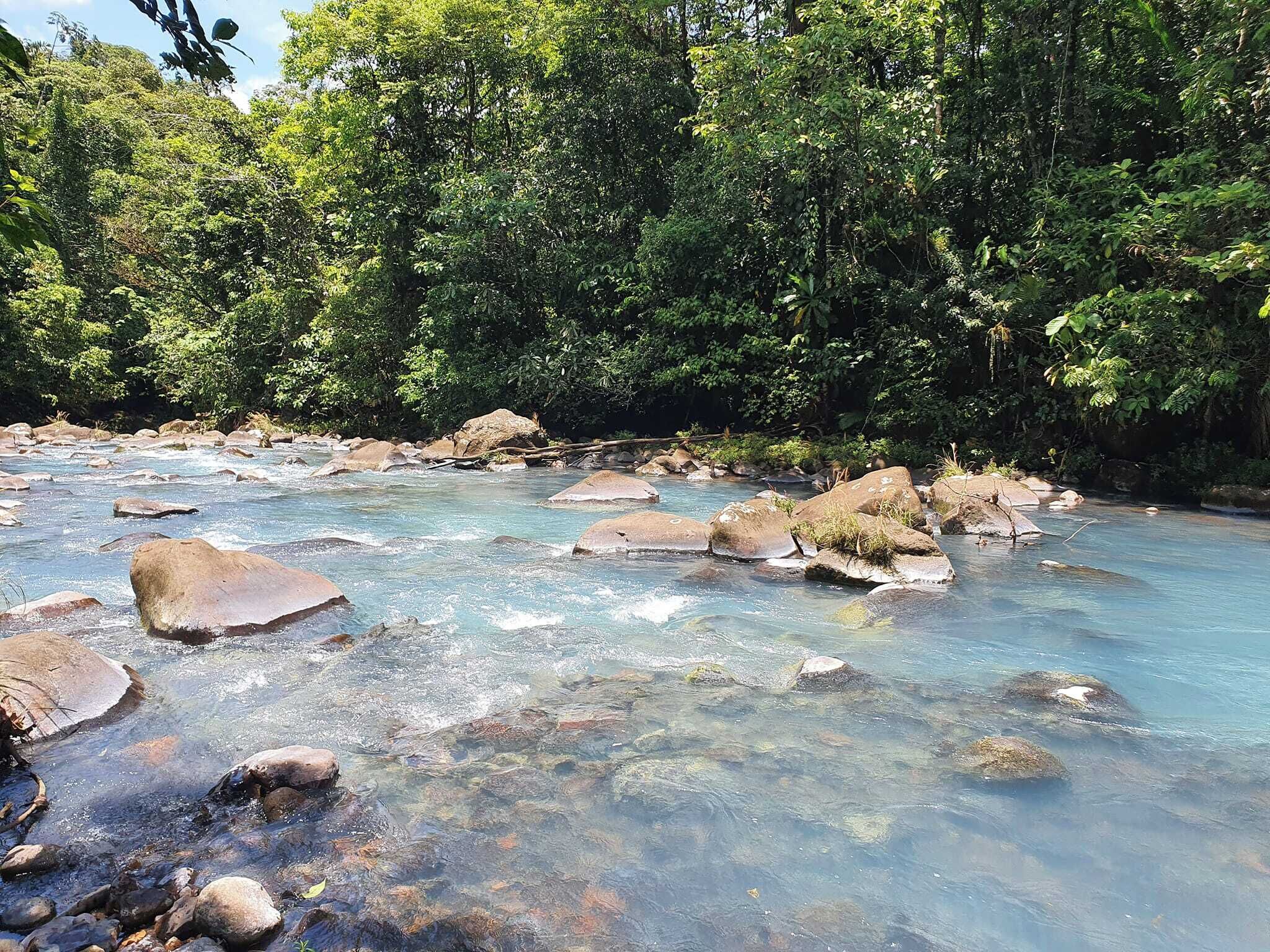 A river with clear water flowing over rocks, surrounded by dense green foliage.