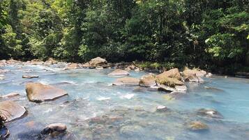 A river with clear water flowing over rocks, surrounded by dense green foliage.