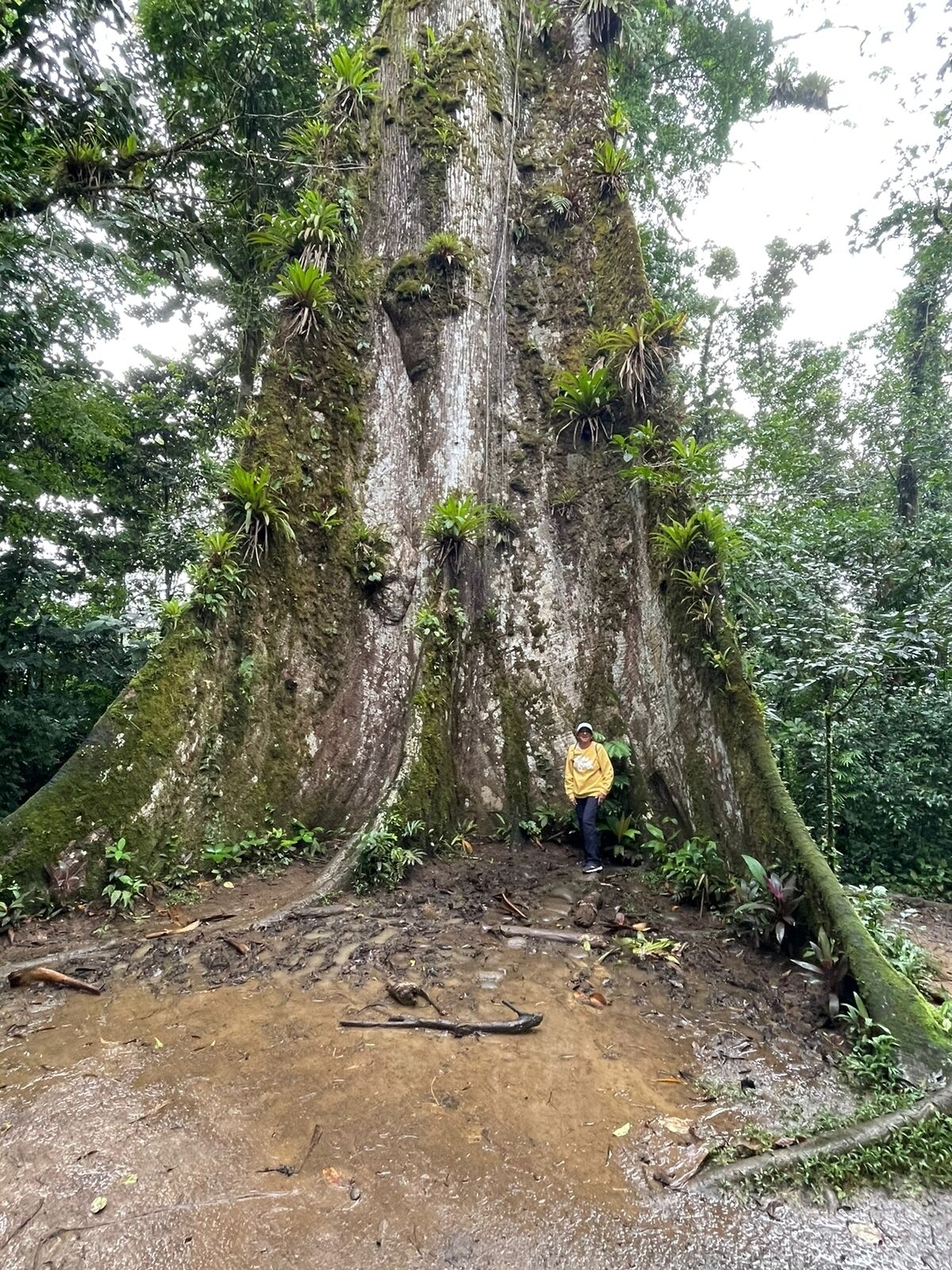 Un árbol grande con una persona de pie a su pie.