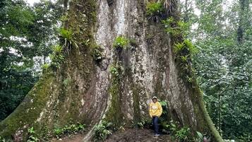 Un árbol grande con una persona de pie a su pie.