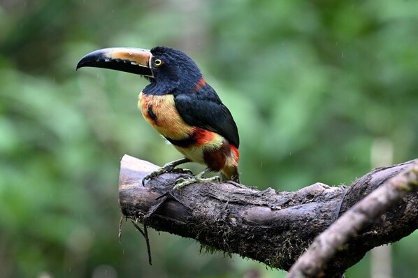 Un oiseau était perché sur une branche.
