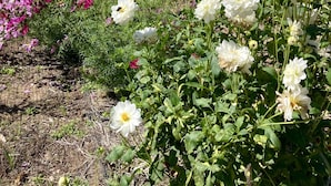 Um jardim com diversas flores e uma construção pequena ao fundo.