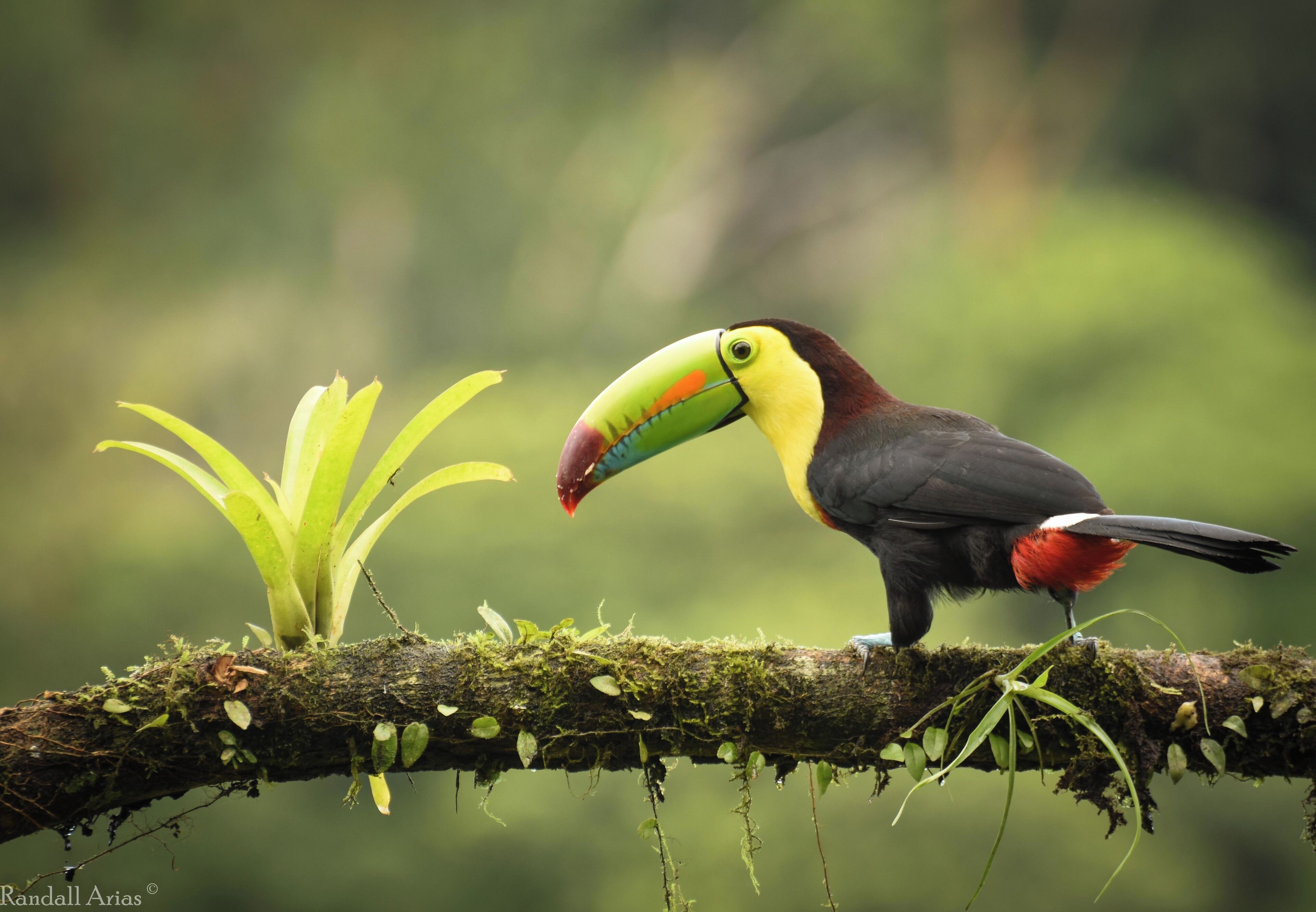 Um tucano empoleirado em um galho coberto de musgo, com vegetação exuberante ao fundo.