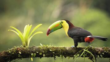 Um tucano empoleirado em um galho coberto de musgo, com vegetação exuberante ao fundo.