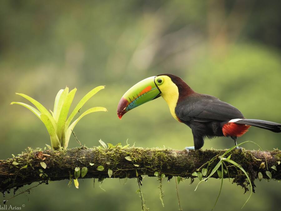 Um tucano empoleirado em um galho coberto de musgo, com vegetação exuberante ao fundo.