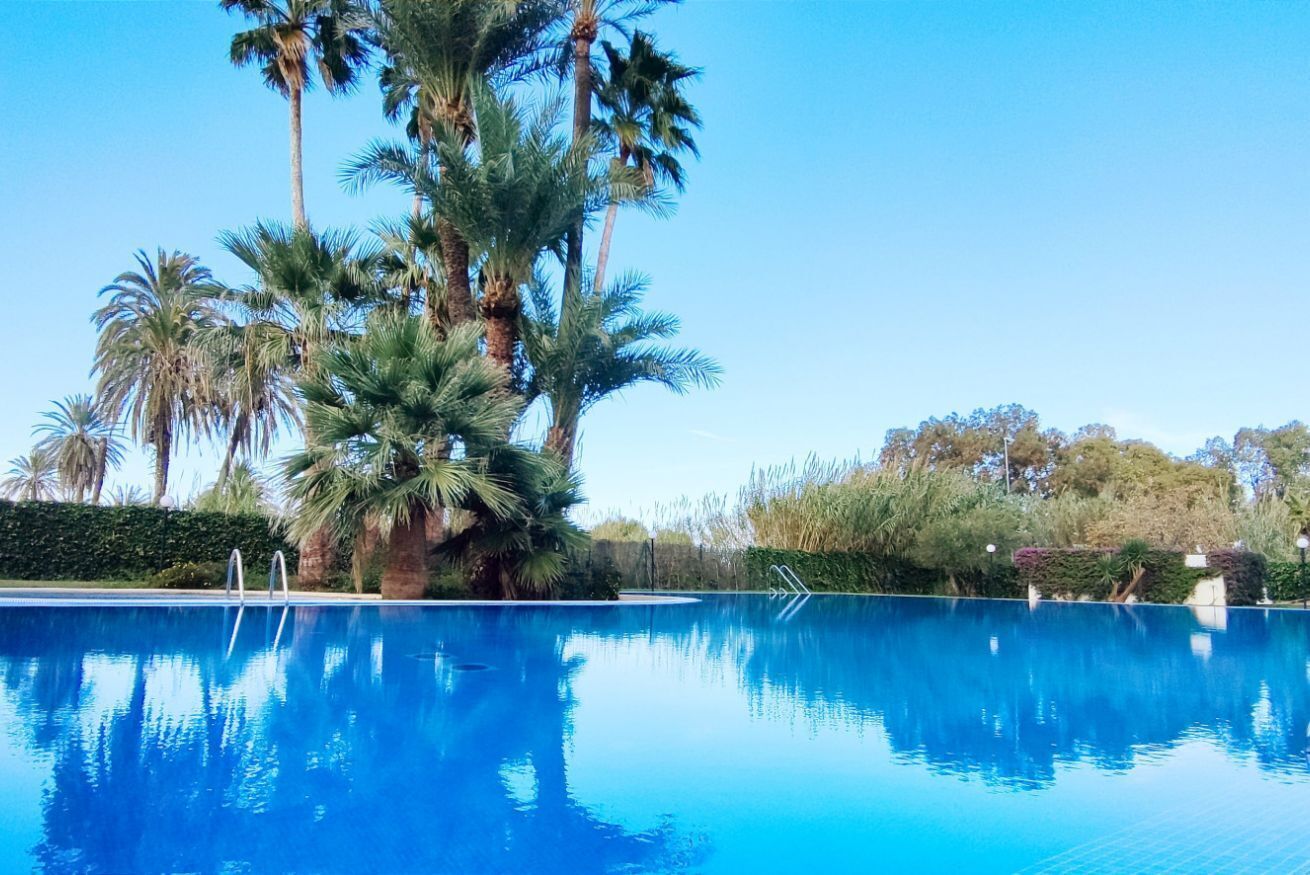 En klarblå pool med en palm i förgrunden och en häck i bakgrunden.