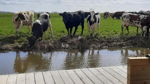 Un pontile di legno con vista su un campo dove mucche pascolano vicino a un lago.