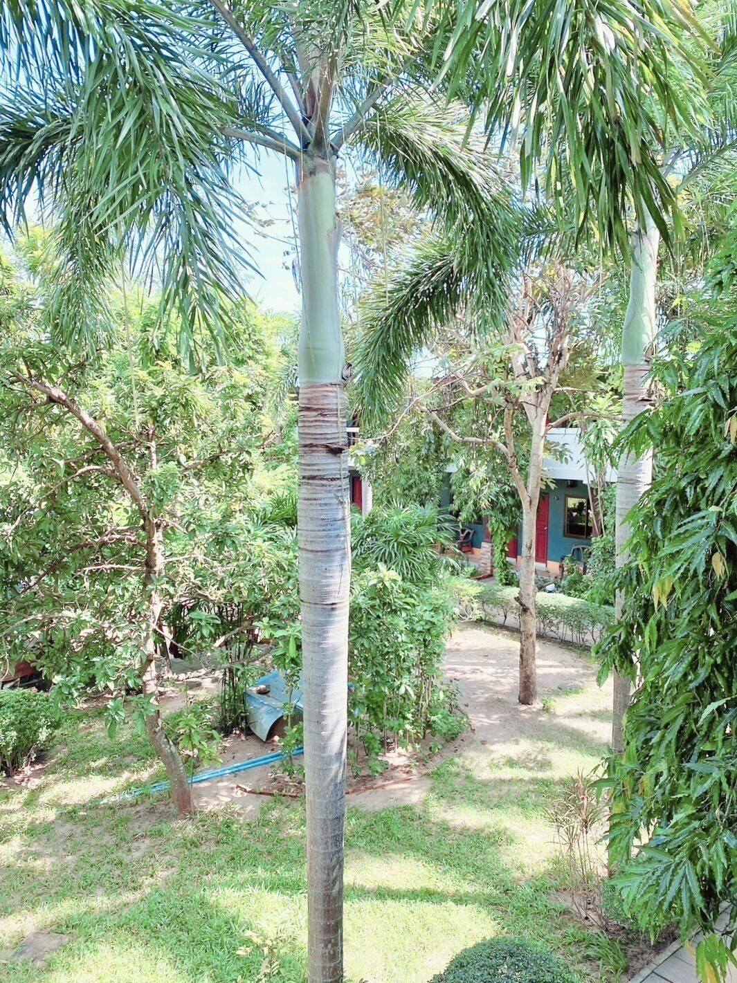 A garden with palm trees, a pathway, and a building with a red door.