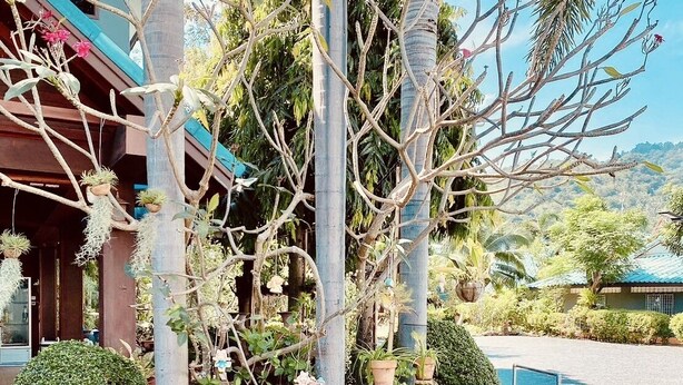 A tropical garden with palm trees, potted plants, and a swimming pool. - Baan Karnjana Hotel Samui (Koh Samui)