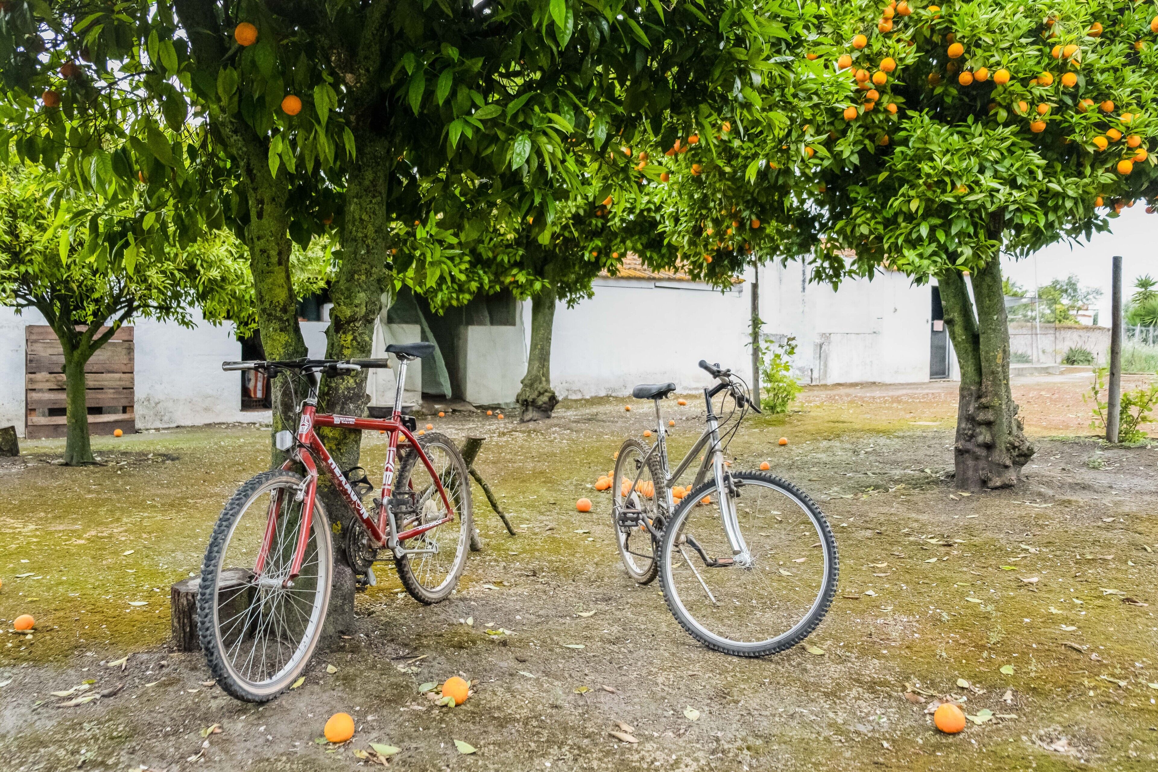 Dos bicicletas estacionadas bajo un árbol con frutos naranjas, un edificio blanco y una valla de madera al fondo.
