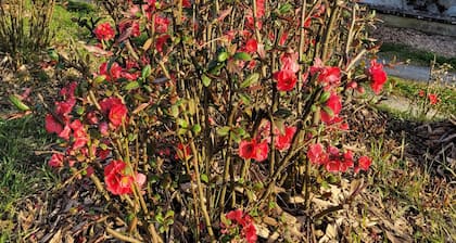 Bulle de campagne