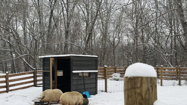 A wooden fence, a small black shed, and two sheep grazing in a snowy field. - Riverfront Cabin! Farm, Fireplace & Kayaks (DB) (Luray)