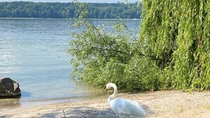 Un ave blanca, probablemente un cisne, posado sobre una orilla arenosa junto a un lago tranquilo con árboles al fondo.