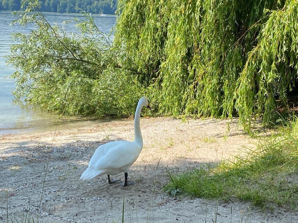 A white bird, likely a swan, standing on a sandy shore near a body of water with dense green foliage in the background.