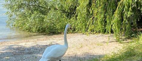 A white bird, likely a swan, standing on a sandy shore near a body of water with dense green foliage in the background.