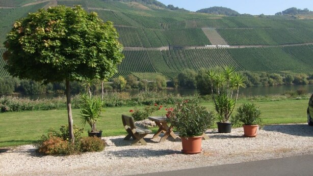 A scenic vineyard with rows of grapevines, a tree, and potted plants. - Moselstrand 2 uniquely beautiful location directly on the Moselle, on the Moselle cycle path g (Lösnich)