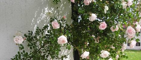 A white wall with a climbing rose bush and a decorative sculpture of a bird with a basket.