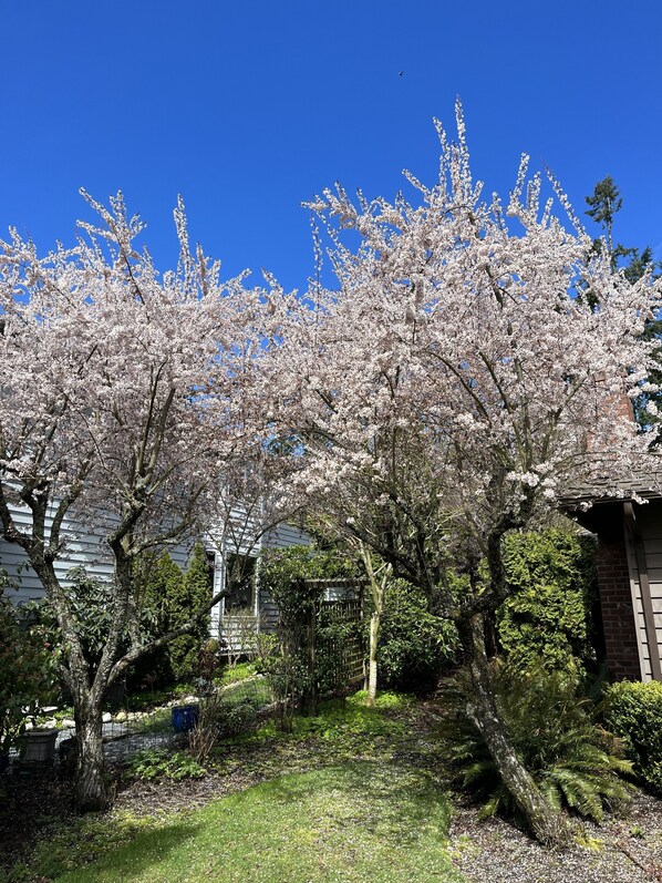 Property grounds - quite and private near trails and downtown (Edmonds)