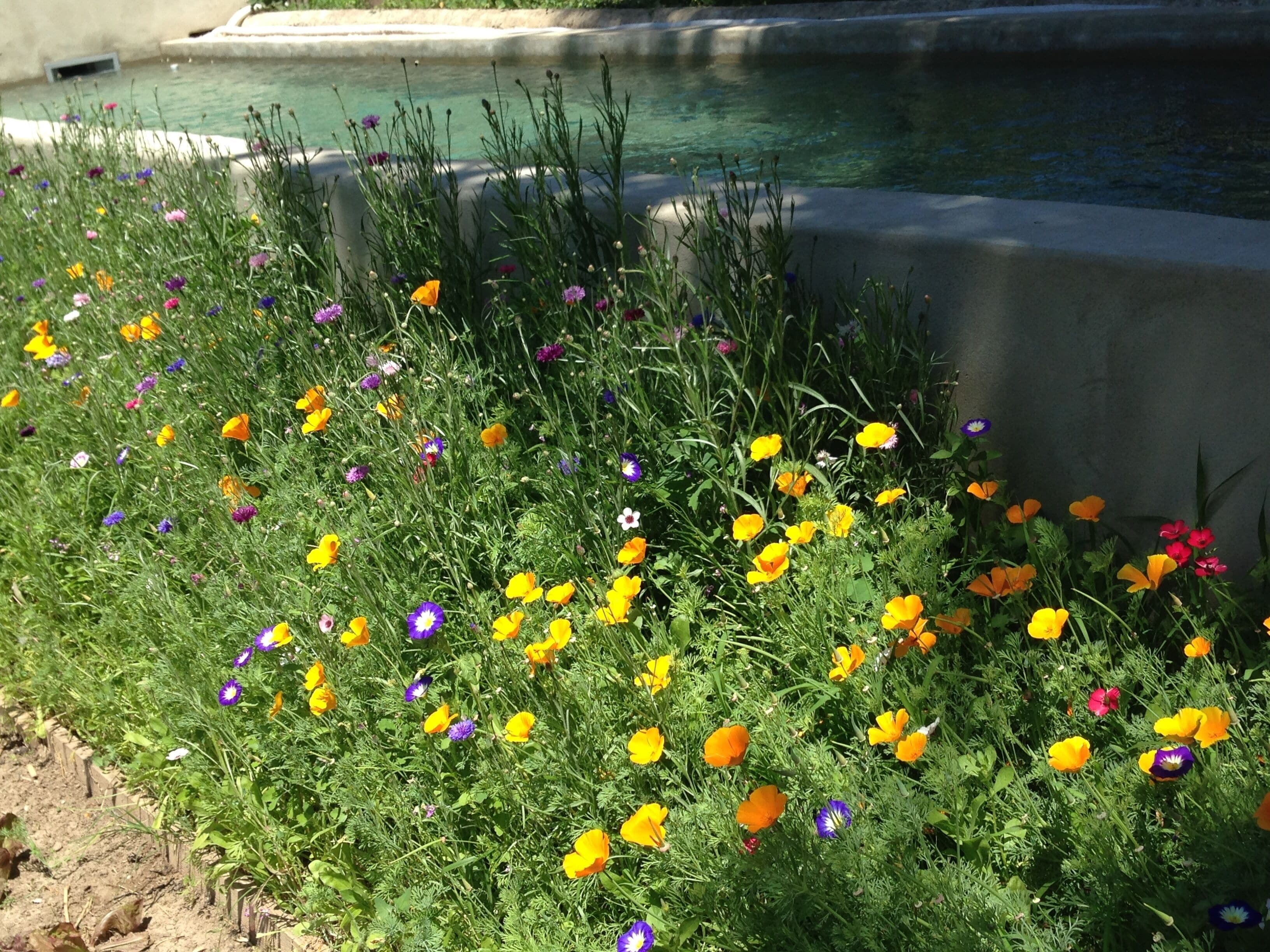 Un jardín con diversas flores de colores y una estructura de concreto al fondo.