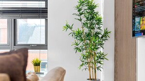 Un salon avec une grande plante en bambou dans un pot gris, un canapé marron et une petite plante en pot posée sur un rebord de fenêtre.