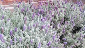 A brick building with a sign reading "MERALA" and a garden with lavender plants in front. - Merala: cosy cottage with an easy stroll to CBD (Mudgee)