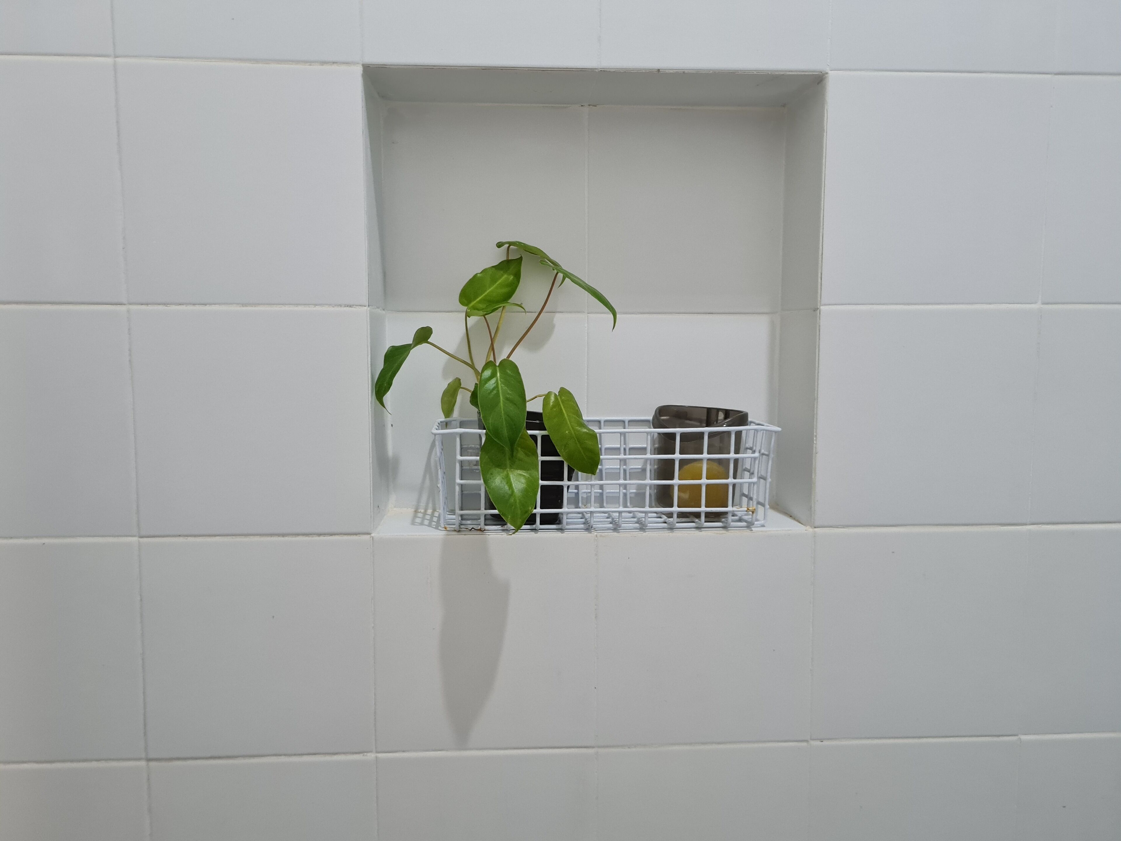 A bathroom with white tiled walls, a white shelf, and a plant in a white basket.