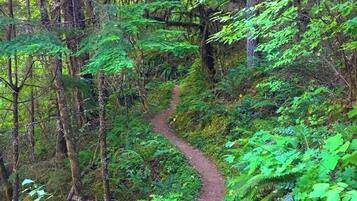 A narrow forest trail surrounded by dense greenery and trees.