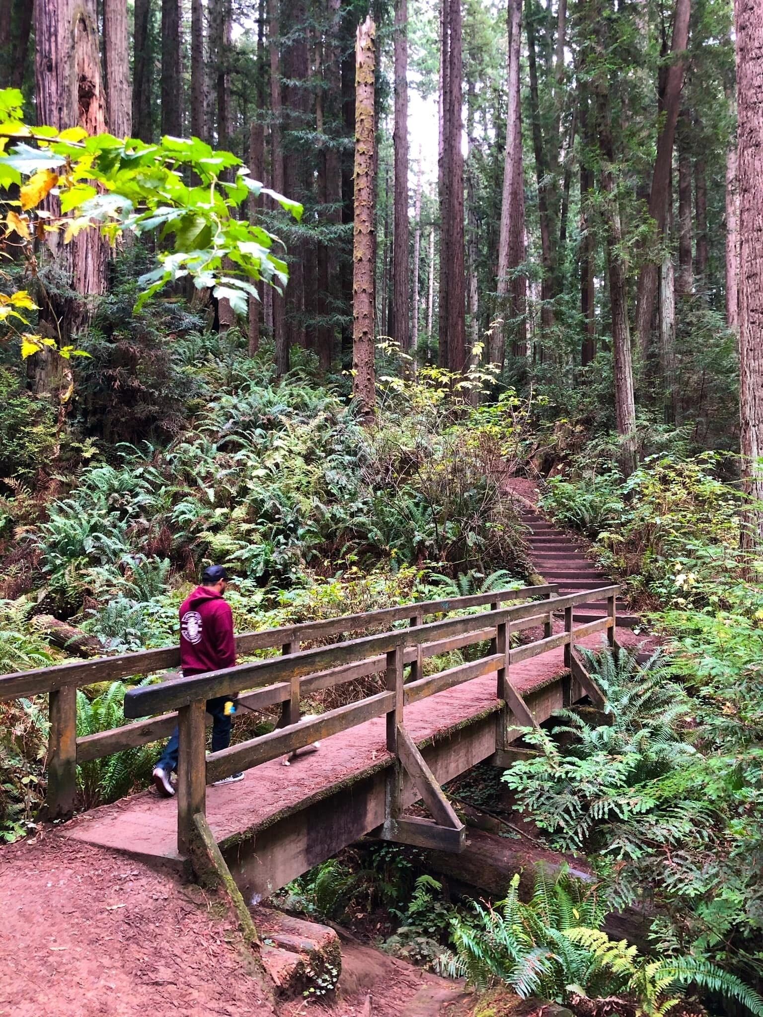 Eine Holzbrücke in einem Wald mit dichtem Grün und hohen Bäumen.