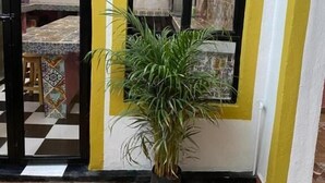 Una planta en maceta frente a una puerta con paredes amarillas y blancas, un suelo de baldosas y una mesa a cuadros visible a través de la puerta.