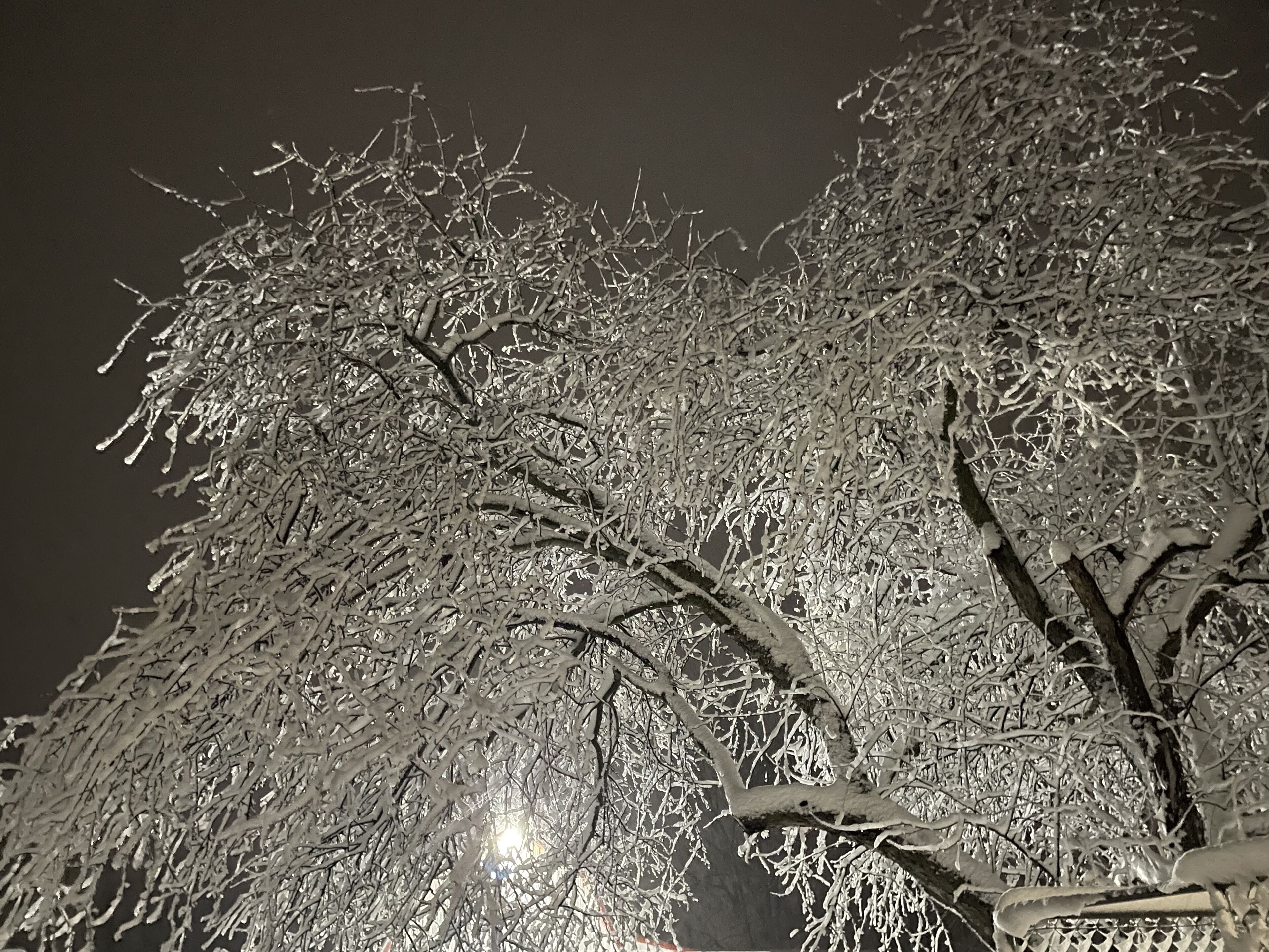 Een boom met sneeuwbedekte takken voor een donkere lucht.