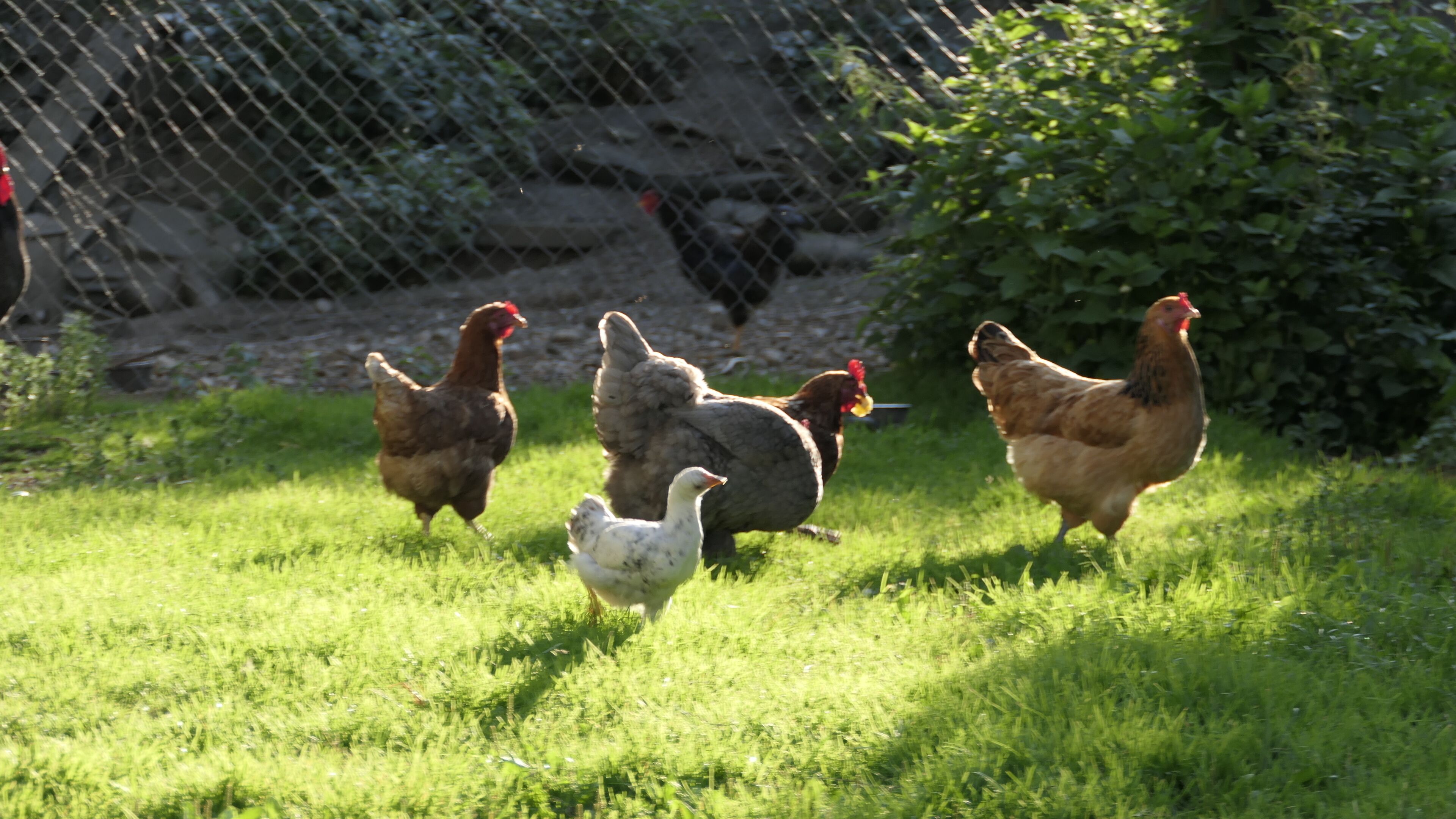 Un gruppo di galline in un prato, con una recinzione a maglie metalliche sullo sfondo.