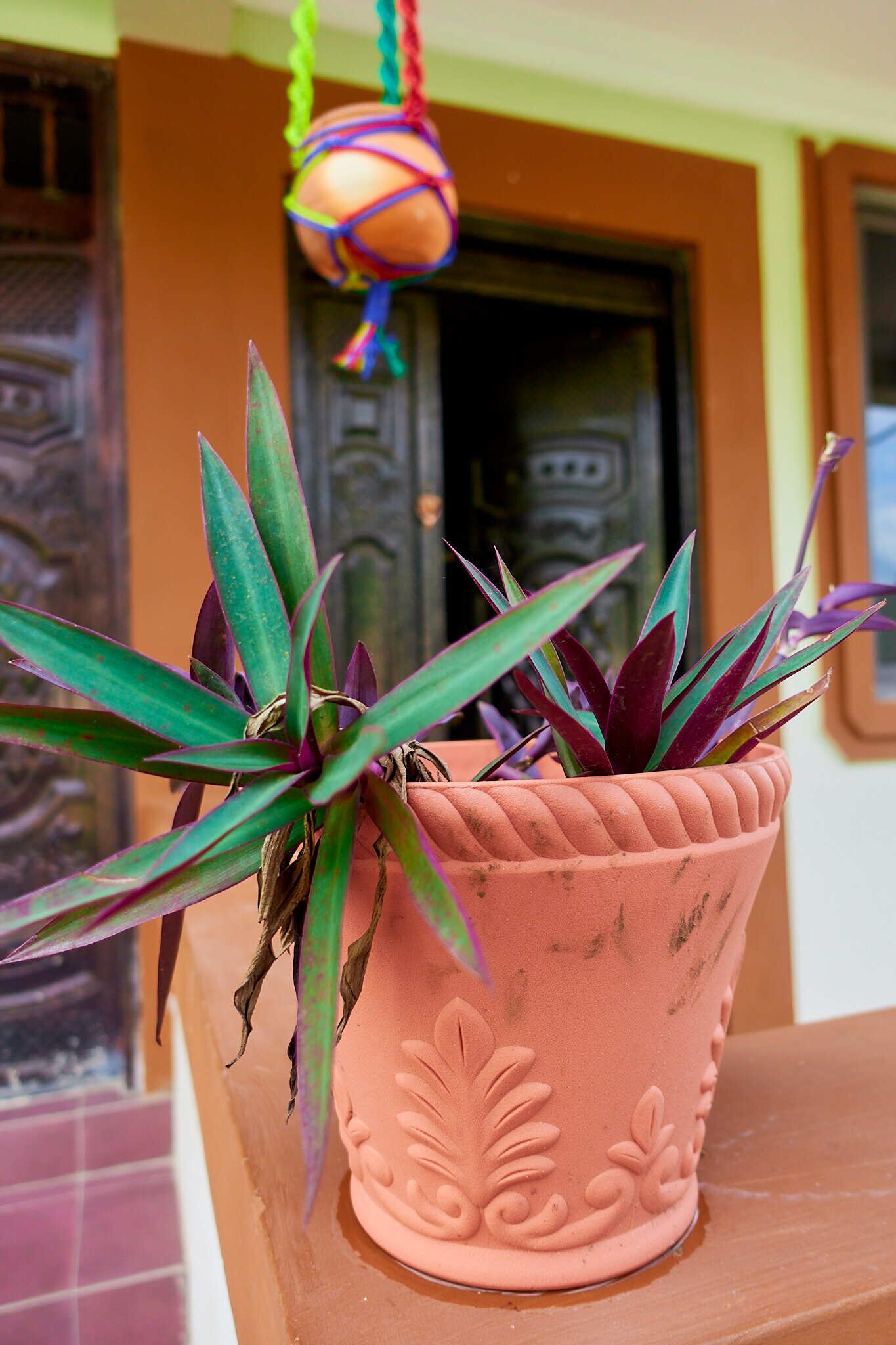 A terracotta pot with a plant on a balcony.