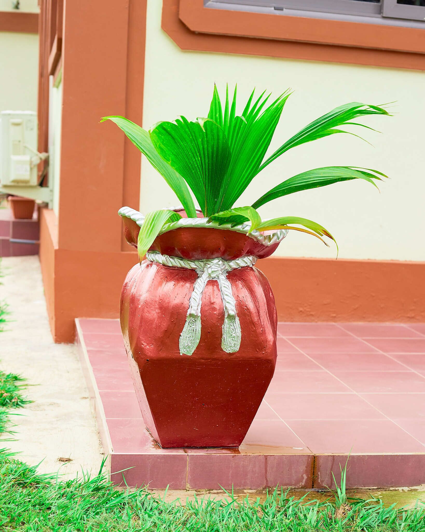 Une plante en pot, avec des feuilles vertes, est placée dans un pot rouge sur une surface carrelée, près d’un bâtiment doté d’une fenêtre.
