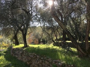 Property grounds - Romantic country house in the olive grove (1,060 sqm) - PARKING space on the property (Dolcedo)