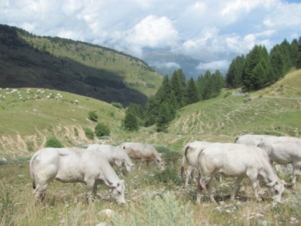 A group of cows grazing in a hilly landscape with a forested area in the background.